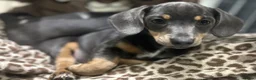 Chiweenie dogs for sale: Miniature Dachshund x Chihuahua  - Advert 4