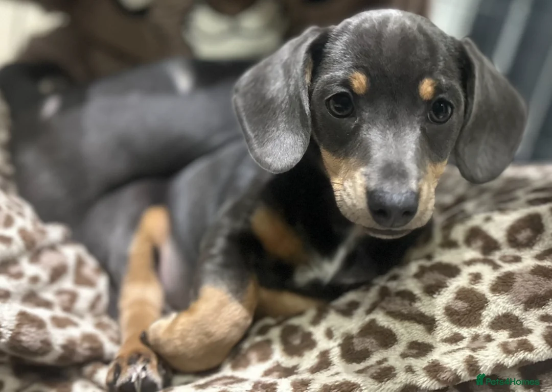 Chiweenie dogs for sale: Miniature Dachshund x Chihuahua  - Advert 4