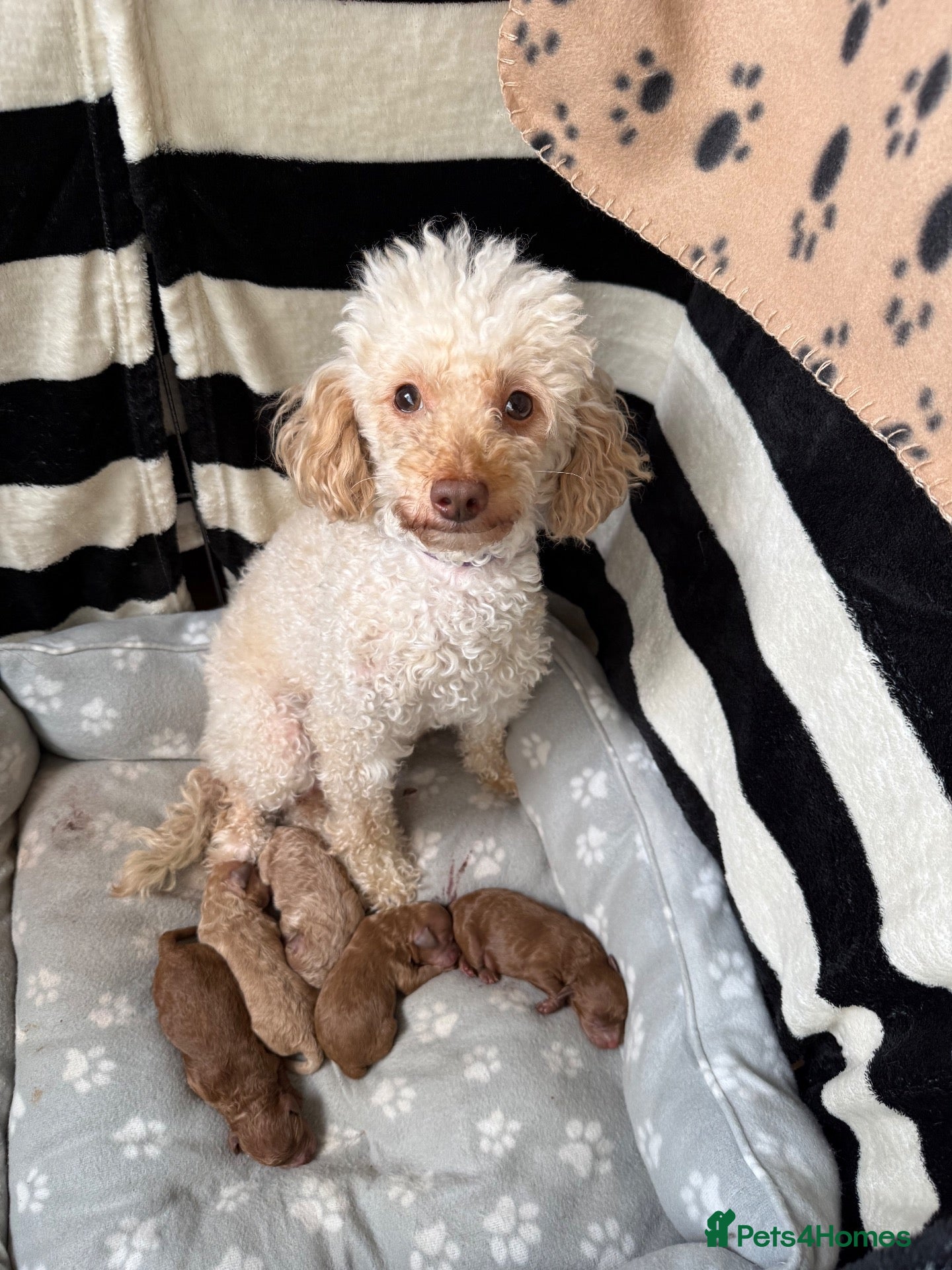 Poochon dogs Poochon Pups - Advert 2