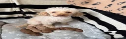 Poochon dogs for sale: Poochon Pups - Advert 1
