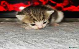 Domestic Shorthair cats for sale: Adorable Kittens! 🐾 - Image 6
