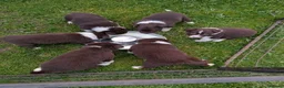 Border Collie dogs for sale: Red Tri isds registered pups  in Richmond - Advert 7