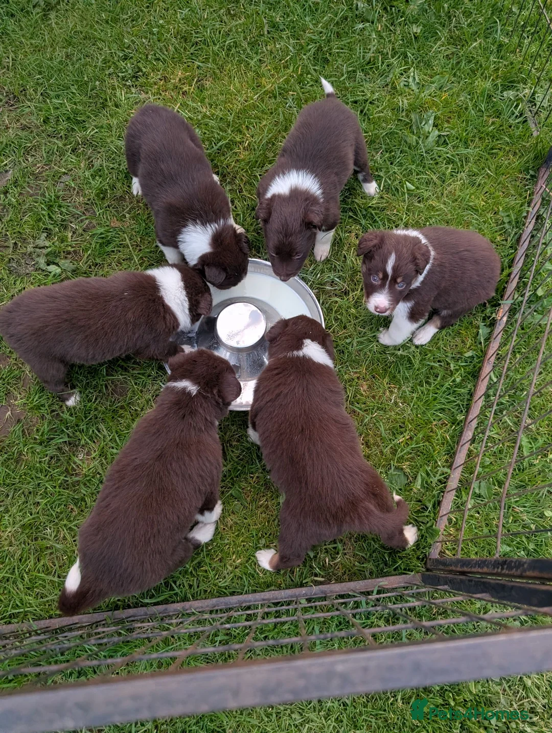 Border Collie dogs for sale: Red Tri isds registered pups  in Richmond - Advert 7