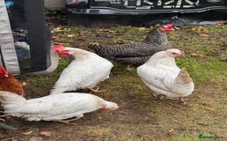 Chickens poultry for sale: x 8 Egg laying chickens  - Image 2