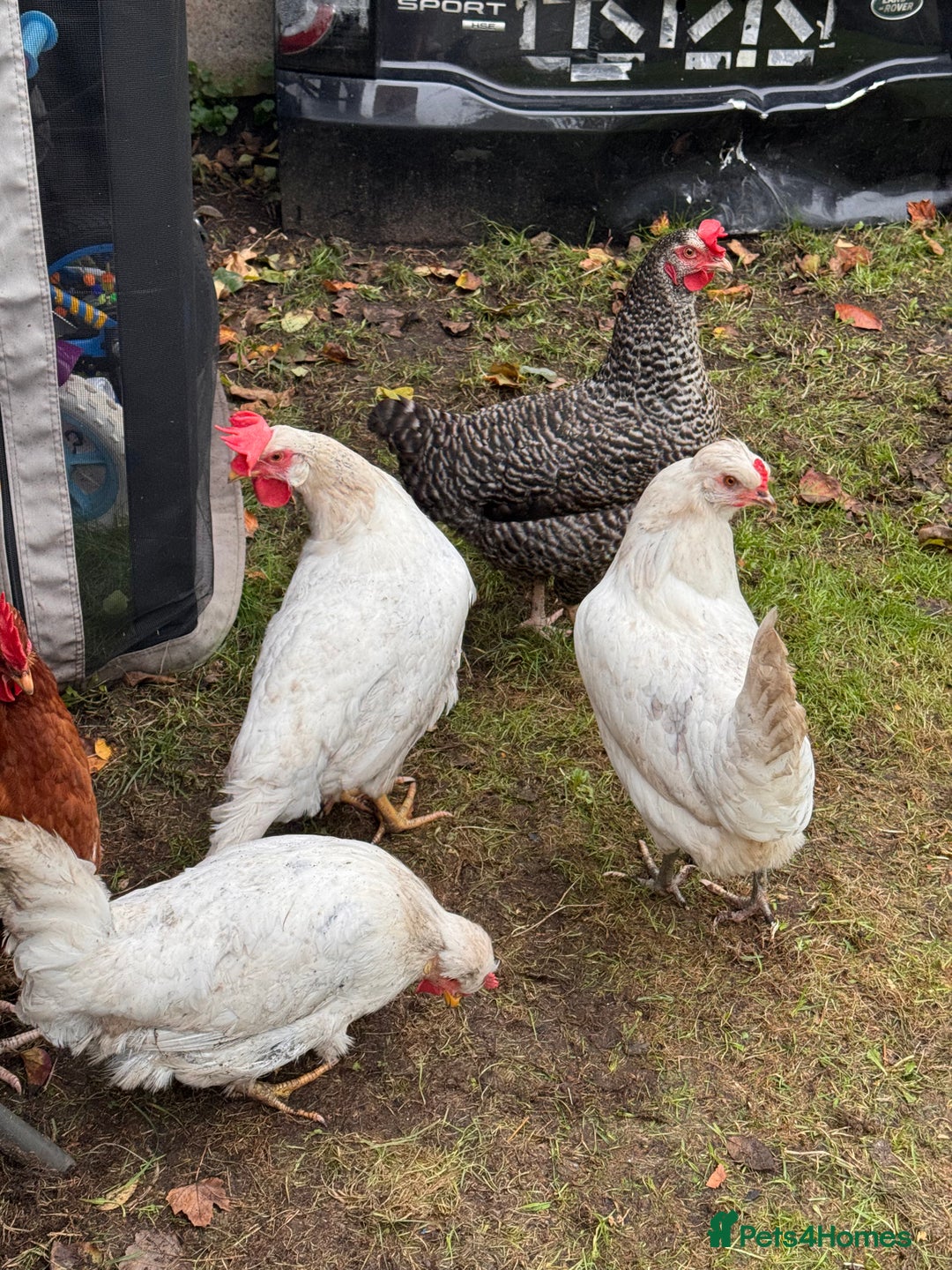 Chickens poultry for sale: x 8 Egg laying chickens  - Image 2