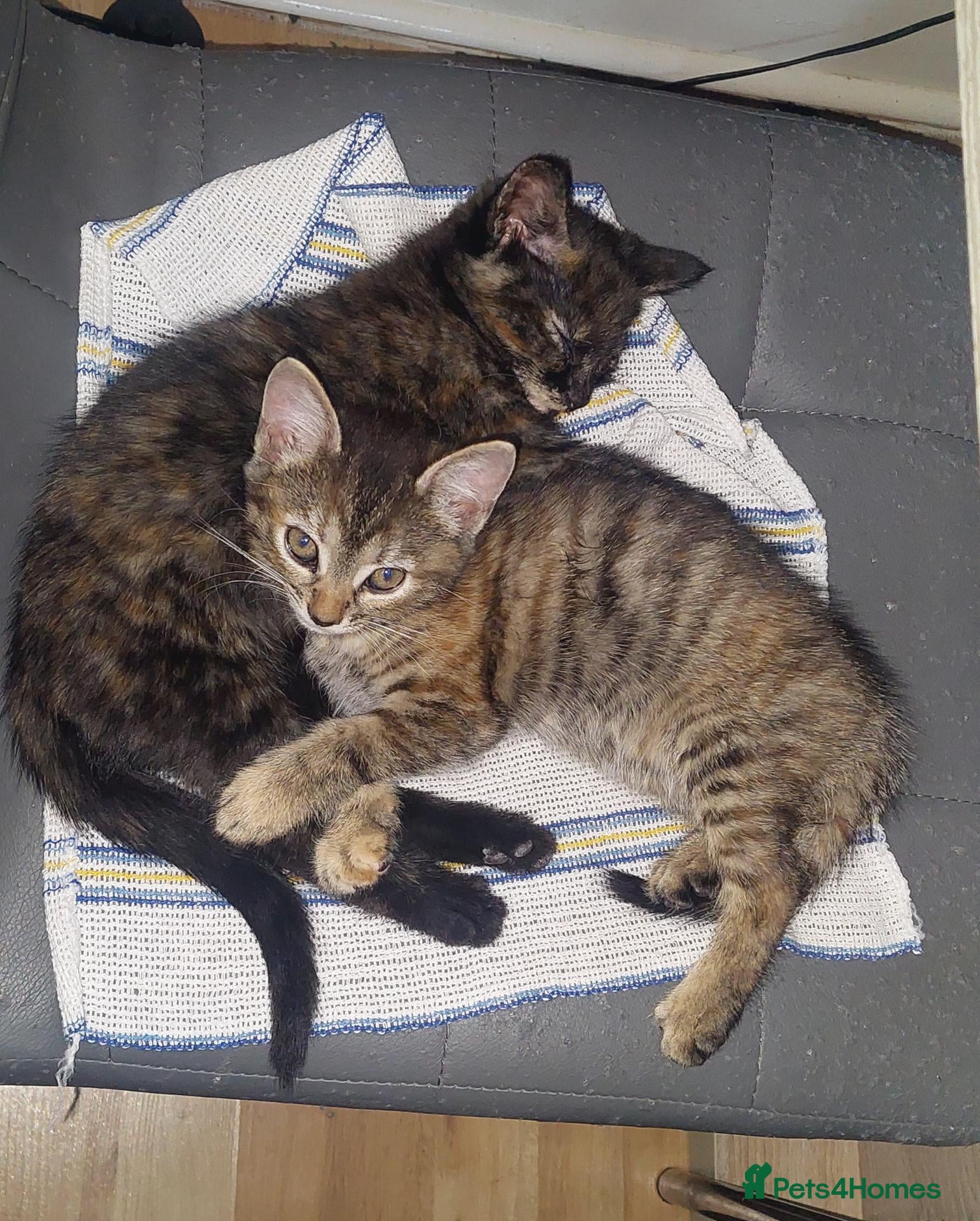 Mixed Breed cats 2 kittens girl - Advert 2