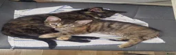 Mixed Breed cats for sale: 2 kittens girl - Advert 1