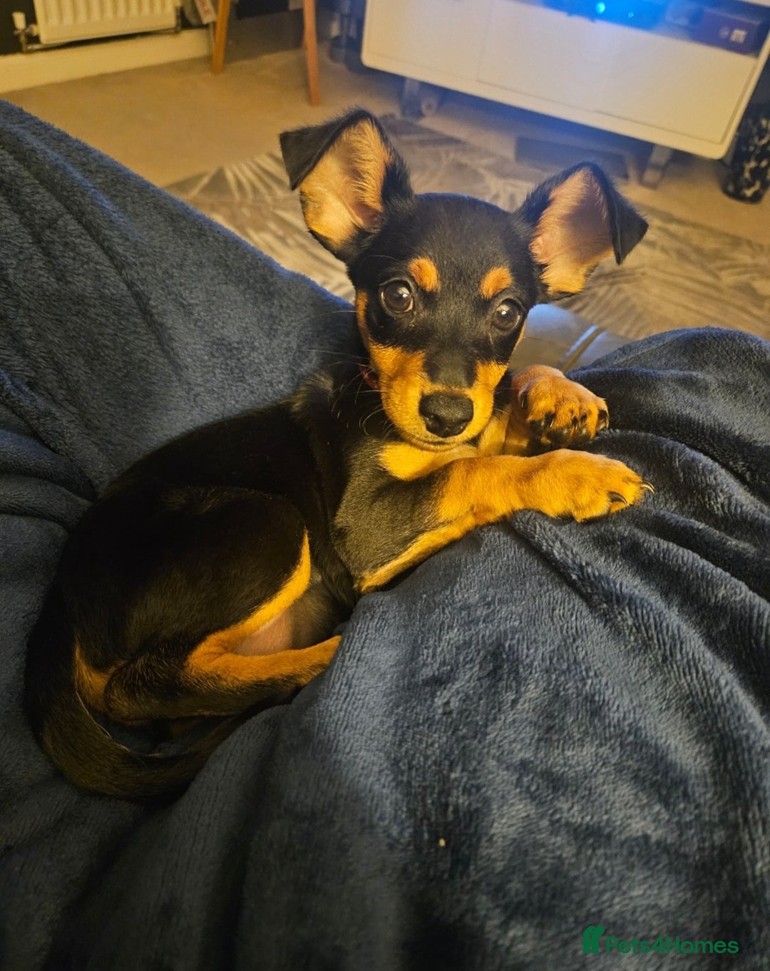 Mixed Breed dogs for sale: Gentle loving puppy selling due to family illness  - Image 4
