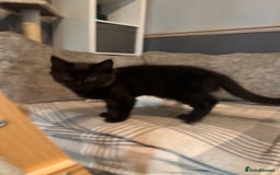 Ragdoll cats for sale: 🐈‍⬛ Beautiful majestic black kittens 🐈‍⬛ - Image 4
