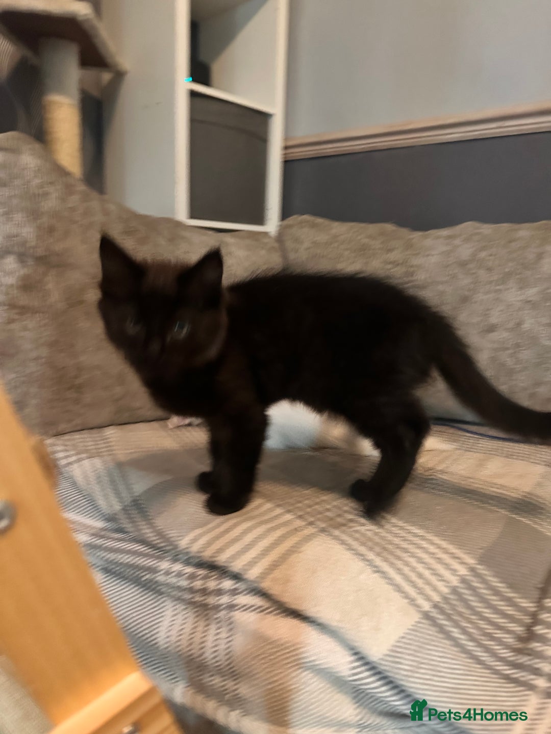 Ragdoll cats for sale: 🐈‍⬛ Beautiful majestic black kittens 🐈‍⬛ - Image 4
