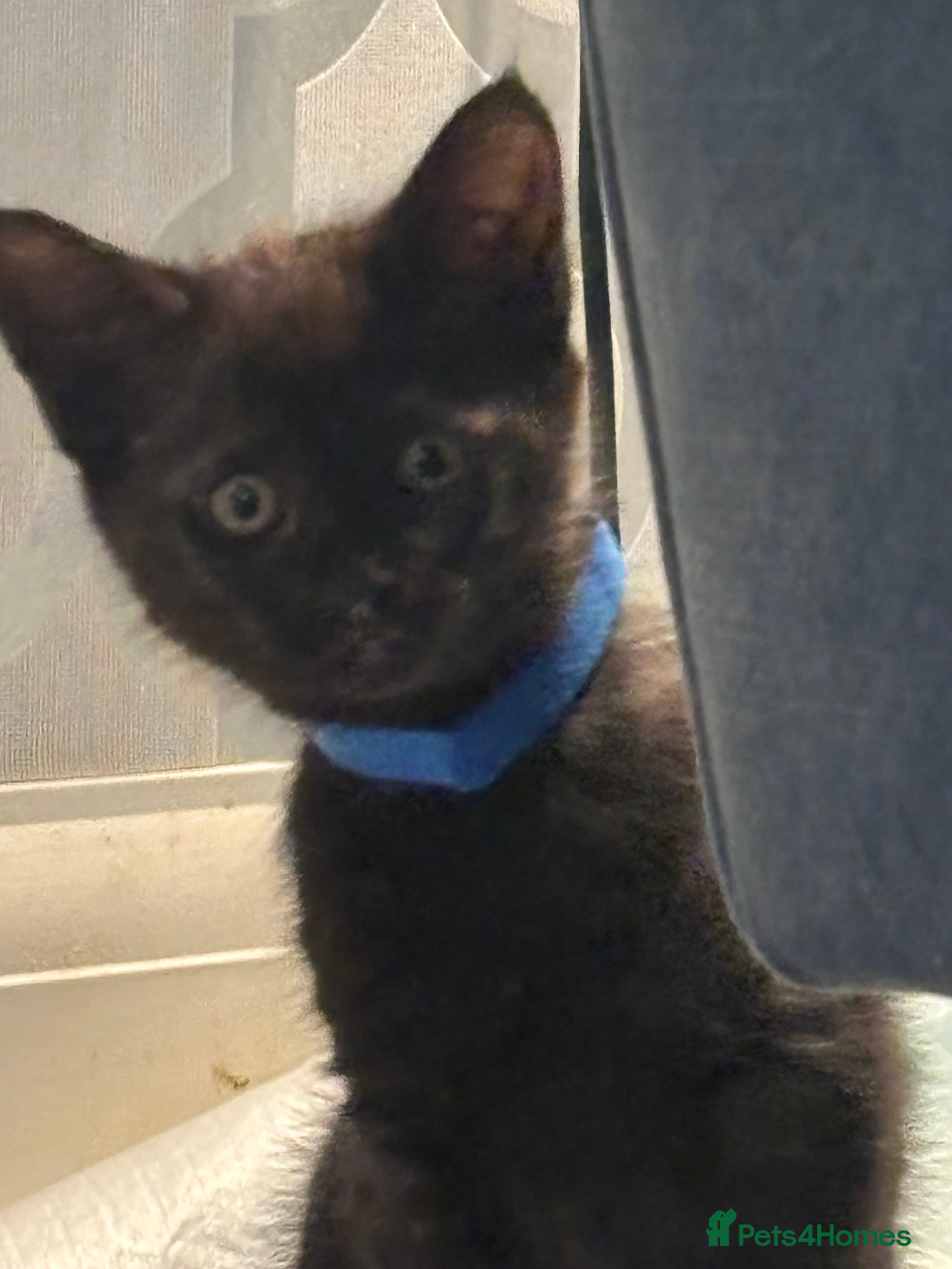 Mixed Breed cats 3 Gorgeous black kittens, 2 boys left - Advert 2