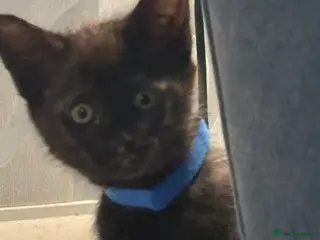 Mixed Breed cats 3 Gorgeous black kittens, 2 boys left - Advert 2