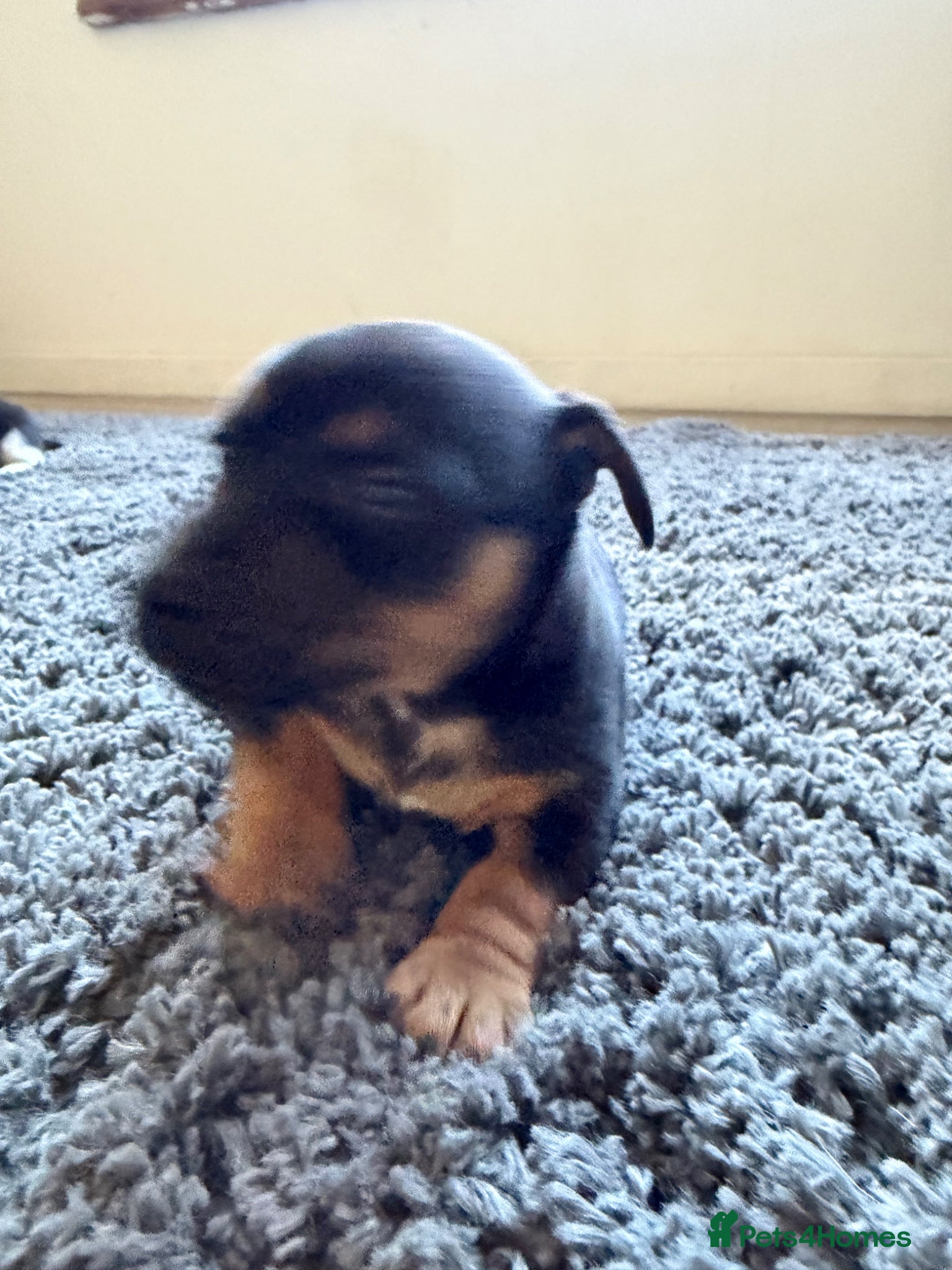 Jack Russell dogs Beautiful jack russell puppies - Advert 2