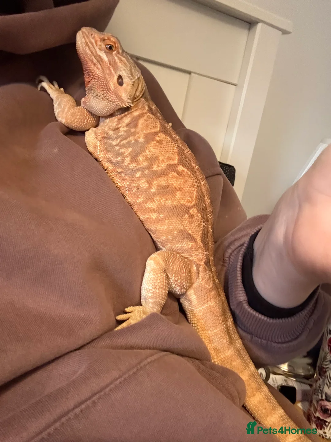 Bearded Dragon reptiles for sale: Bearded dragon - Advert 5