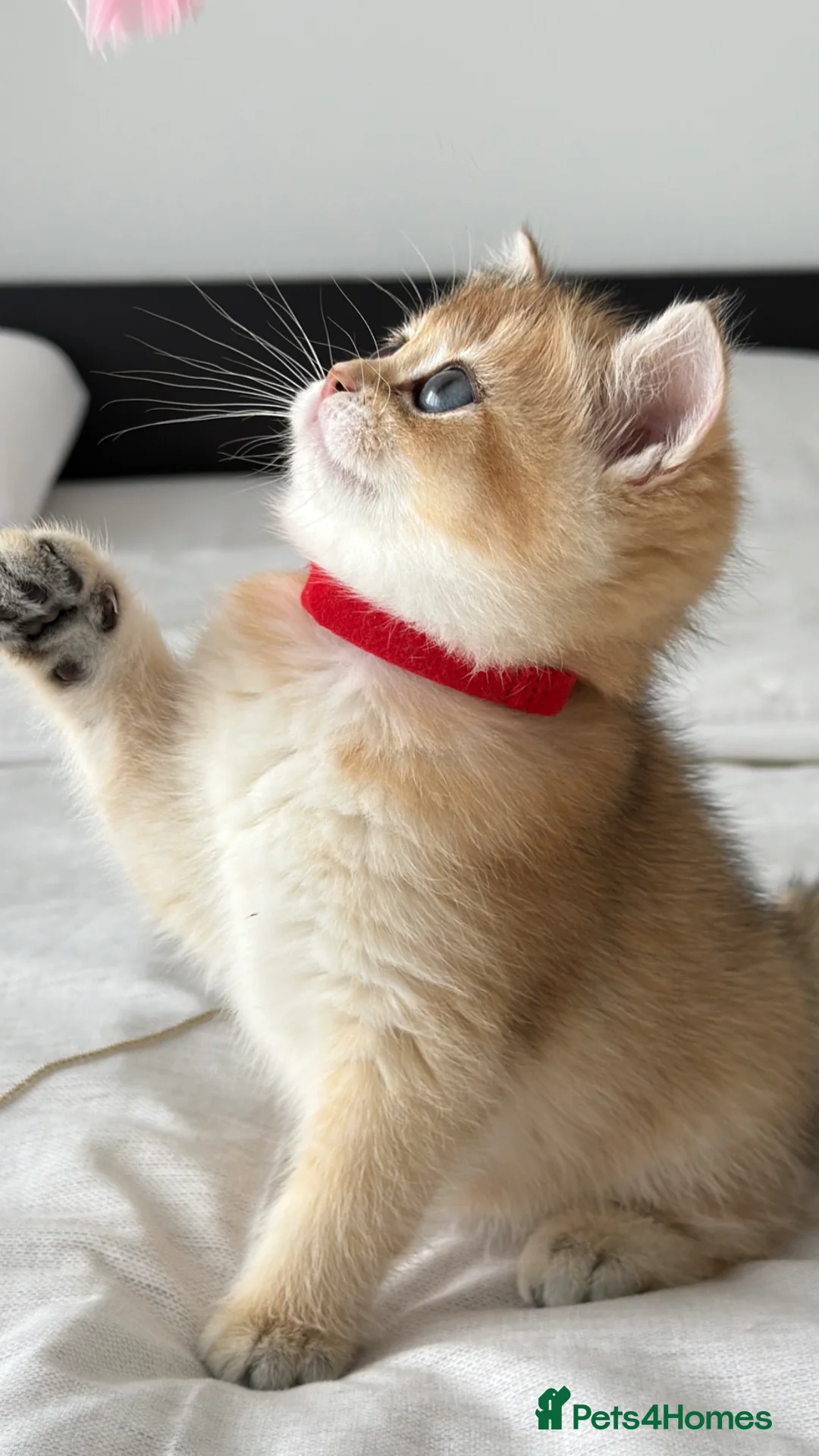 British Shorthair cats for sale: Exception quality,Champion bloodlines GCCF/TICA  - Advert 1