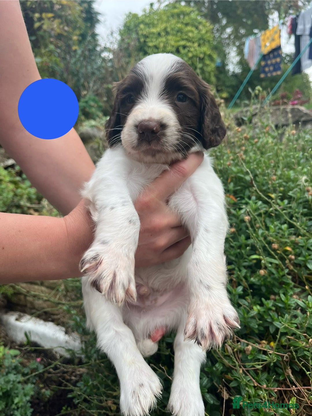 English Springer Spaniel dogs for sale: English Springer Spaniel Pups - Image 4