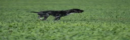 German Shorthaired Pointer dogs for stud: KC registered GSP For Stud - Advert 10