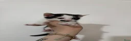 Domestic Shorthair cats for sale: Black and white domestic shorthair kittens - Advert 8