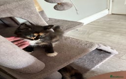 Turkish Van cats for sale: Turkish Van Mix Kittens 8 Weeks Old Ready Now! - Image 8