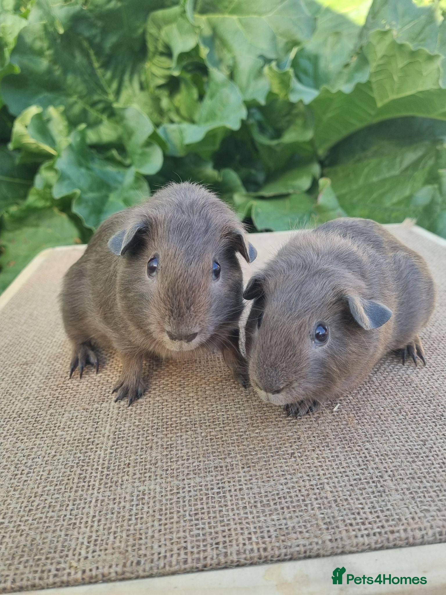 Guinea Pig rodents Pair of Male Guinea Pigs  - Advert 11