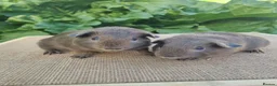 Guinea Pig rodents for sale: Pair of Male Guinea Pigs  - Advert 1
