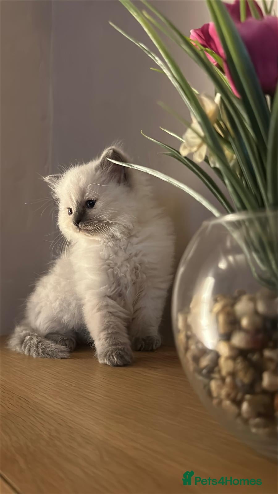 Ragdoll cats Blue and lilac pointed lynx ragdolls - Advert 1