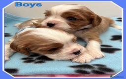 Cavalier King Charles Spaniel dogs for sale: 🐾 ADORABLE CAVALIER KING CHARLES SPANIEL PUPPIES  - Image 8