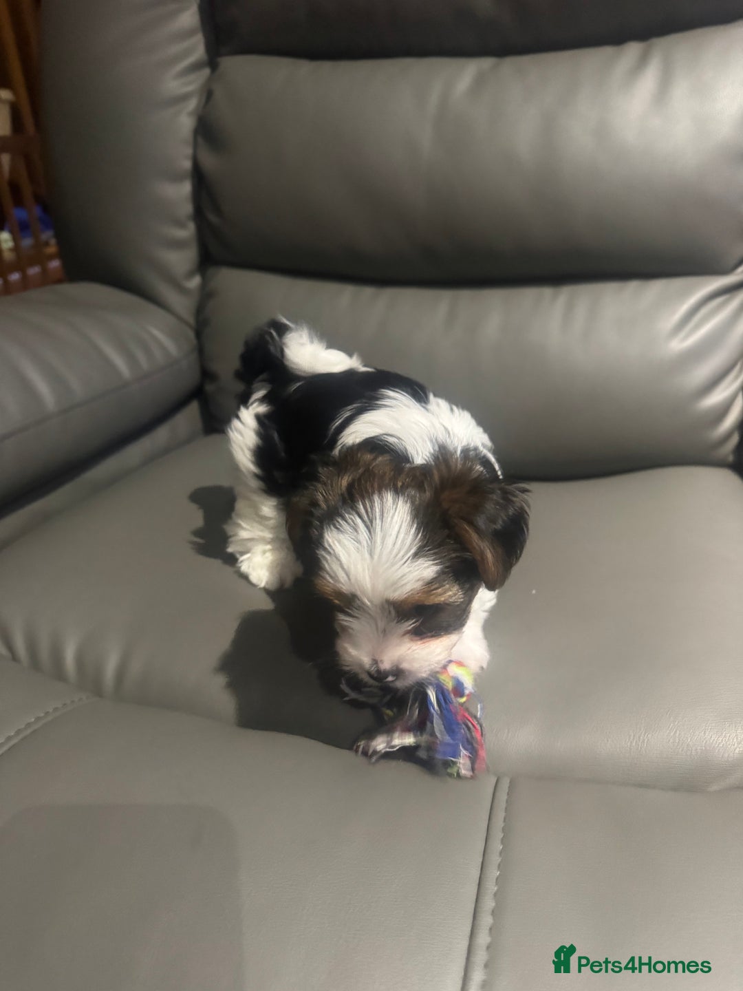 Biewer Terrier dogs for sale: Biewer Terrier - Advert 4