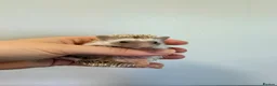 Pygmy Hedgehog rodents for sale: Hoglets available for reservation  - Advert 5