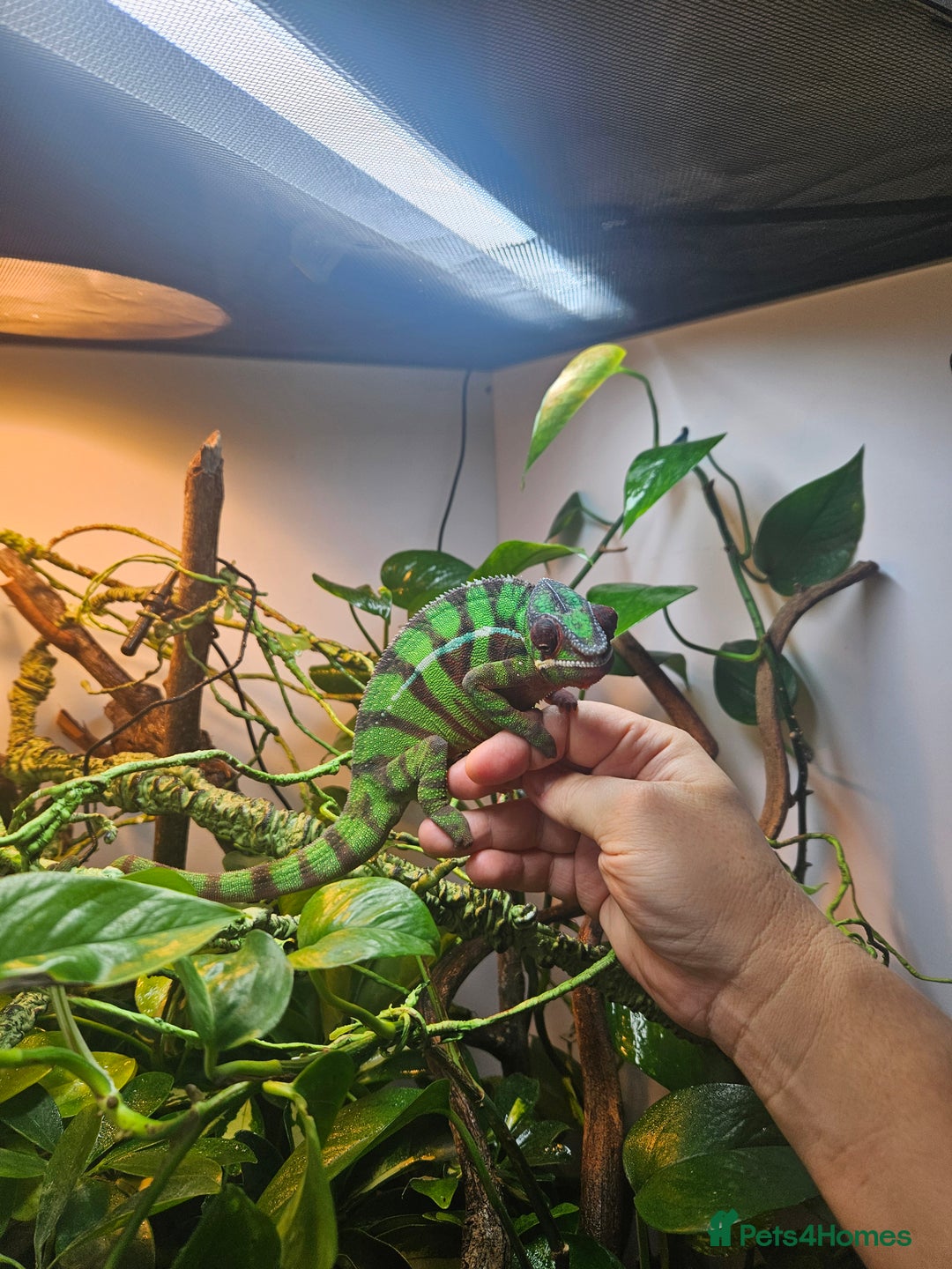 Chameleon reptiles for sale: Ambilobe Panther Chameleon Male (9 months old)  - Advert 2