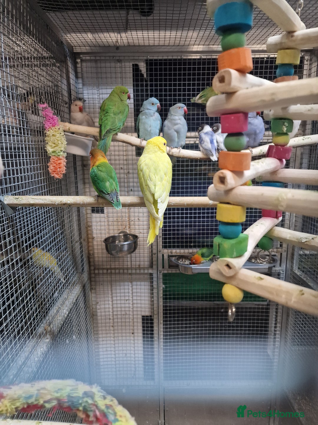 Parrots birds for sale: Xxx BIRDS/PARAKEETS/PARROTS xxX - Advert 28