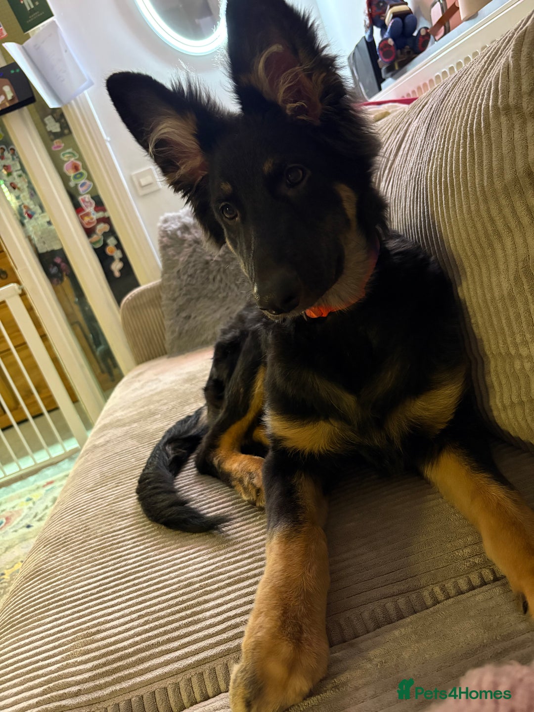 German Shepherd dogs for sale: German Shepard  - Advert 3