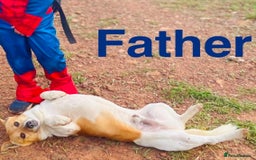 Jack Russell dogs for sale: Jack Russell Pups  - Image 6