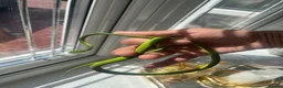 Snake reptiles for sale: Asian Vine Snake - the most beautiful snake! - Advert 10