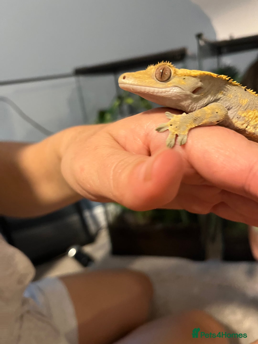Gecko reptiles for sale: Geckos for sale with tank - Image 8