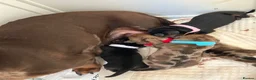 Miniature Dachshund dogs for sale: Adorable Miniature Dachshund Girl in Enfield - Advert 22