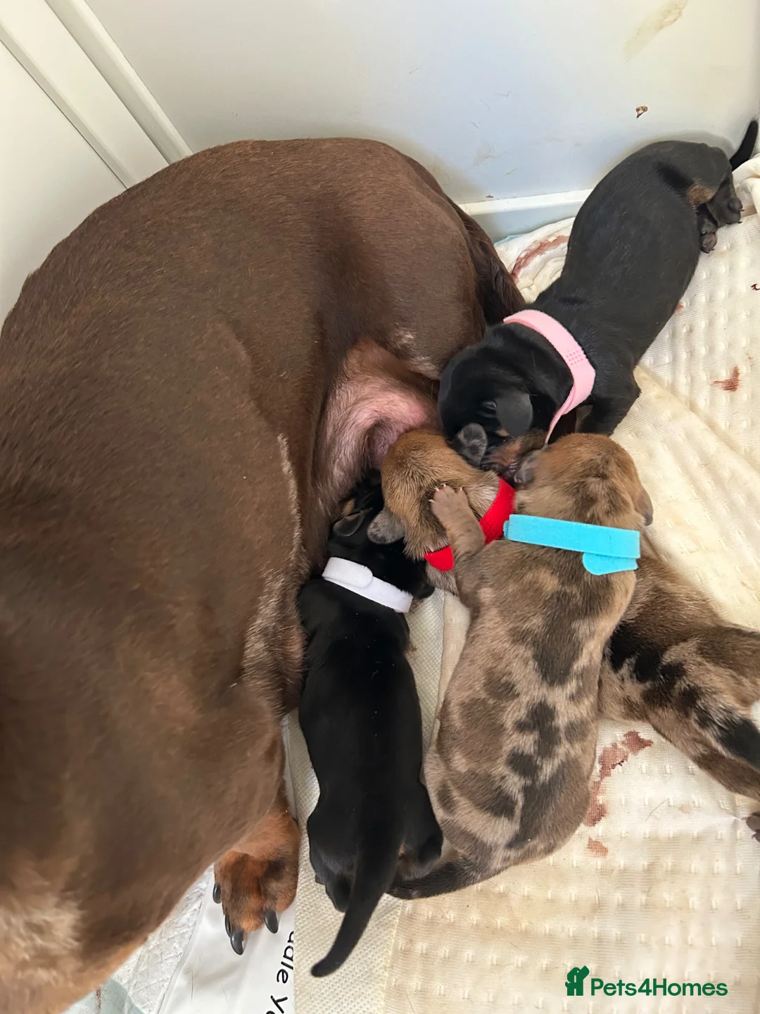 Miniature Dachshund dogs for sale: Adorable Miniature Dachshund Girl in Enfield - Advert 22