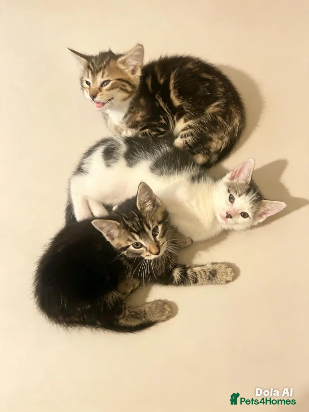 Domestic Shorthair cats for sale: Kittens for sale  in Nottingham - Advert 2