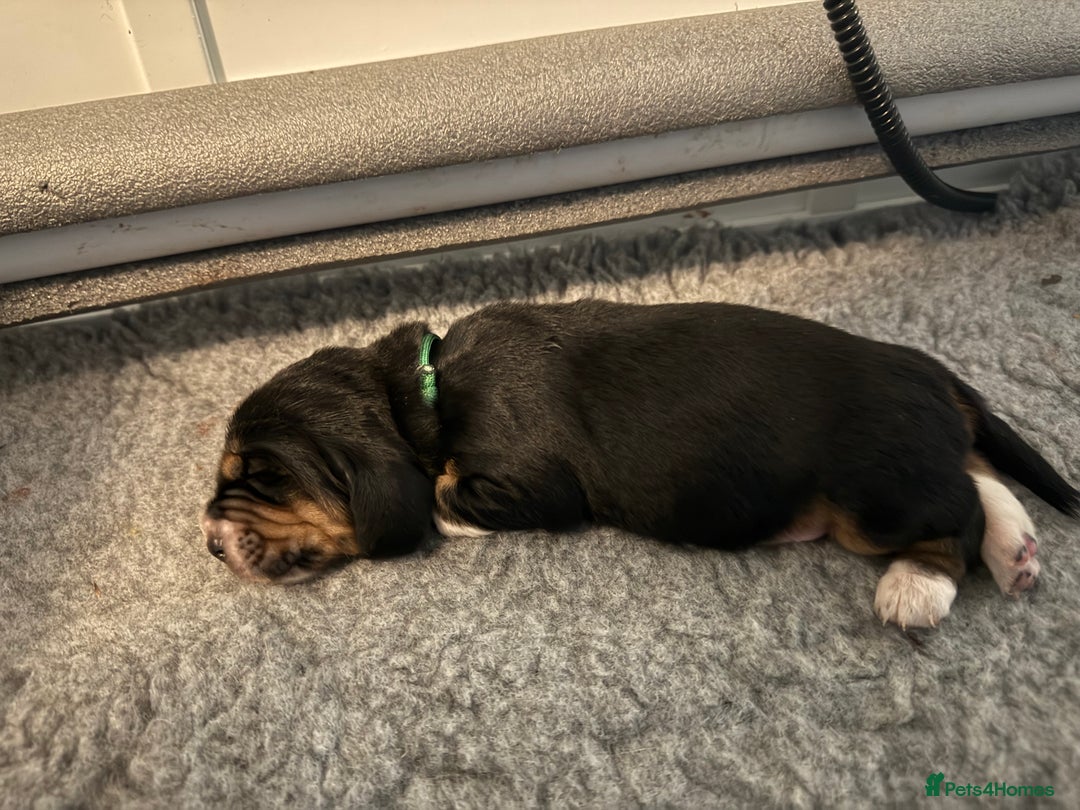 Basset Hound dogs for sale: Beautiful Basset Hound Puppies - Image 11