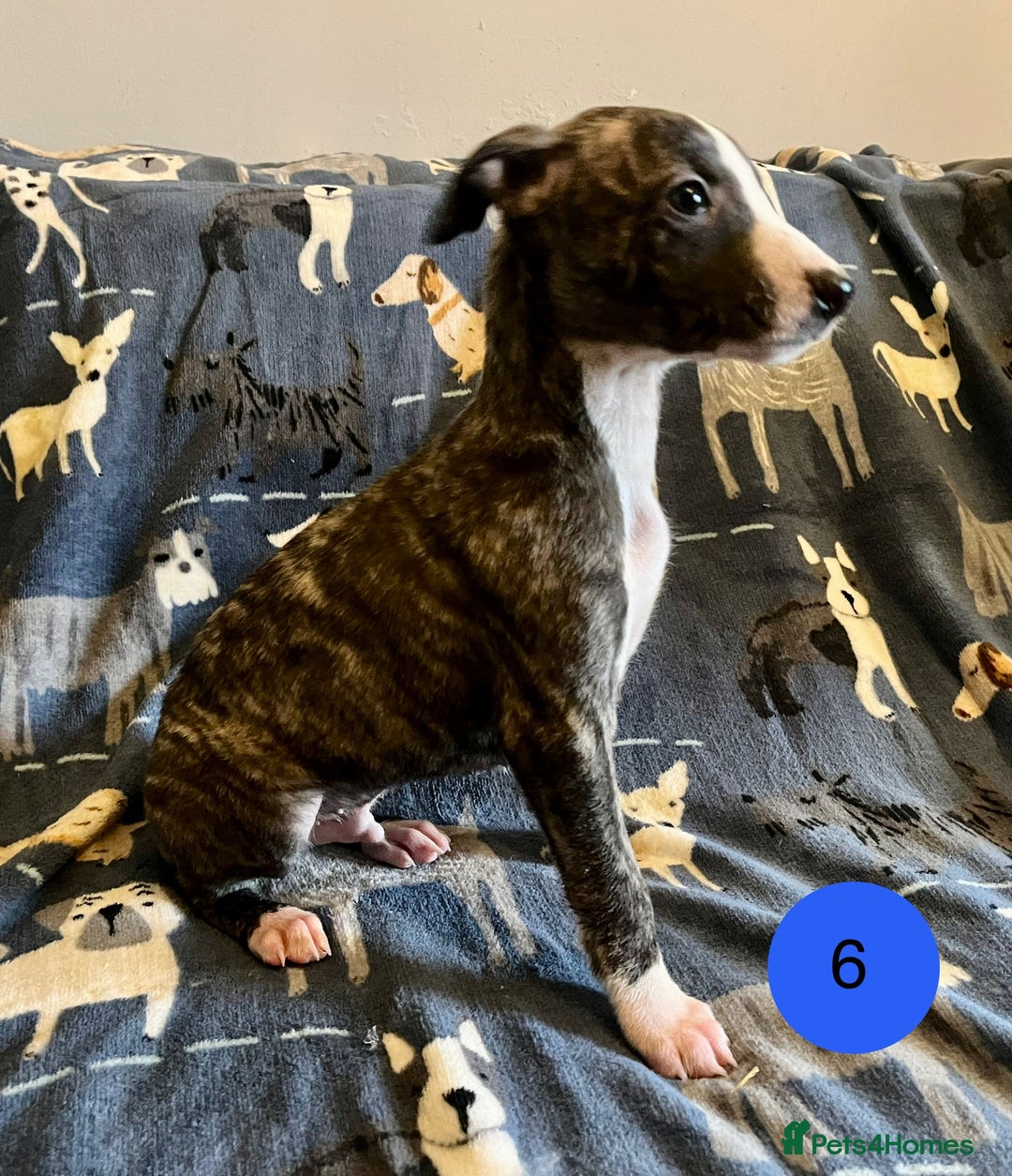 Whippet dogs for sale: KC Reg Whippet Puppies - Advert 18