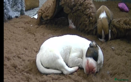 Boxer dogs for sale: Beautiful litter of six - Advert 5