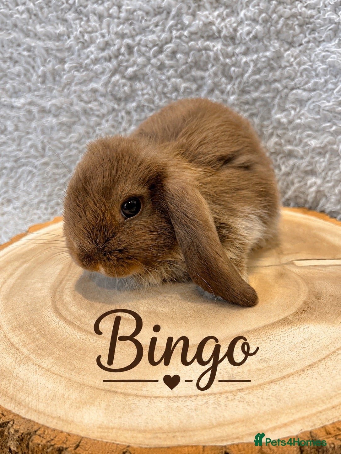Mini Lop rabbits 🐰 Mini Lop Bunnies Looking for Loving Homes 🐰 - Advert 2