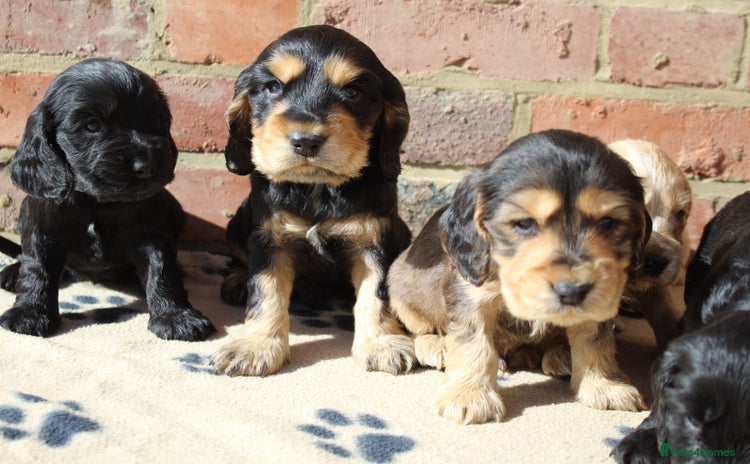 Cocker Spaniel dogs - Advert 4