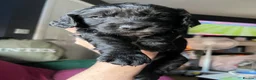 Mixed Breed dogs for sale: Cockapoo cross puppies for sale  - Advert 15
