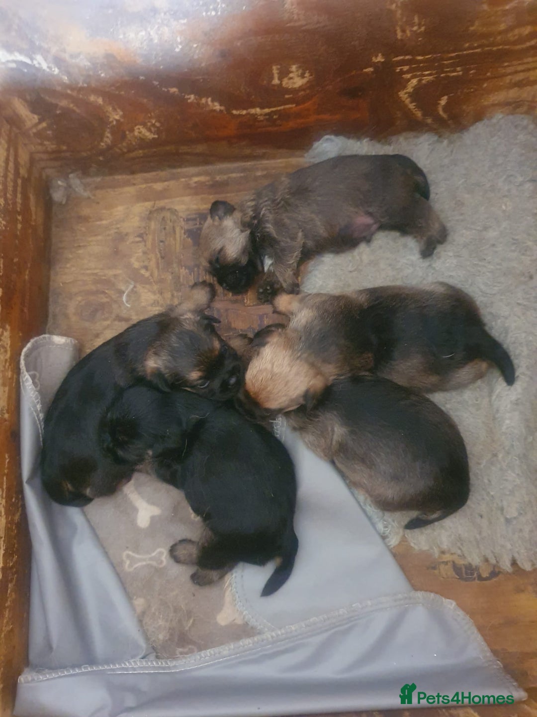 Border Terrier dogs for sale: Border terrier puppies  - Image 2