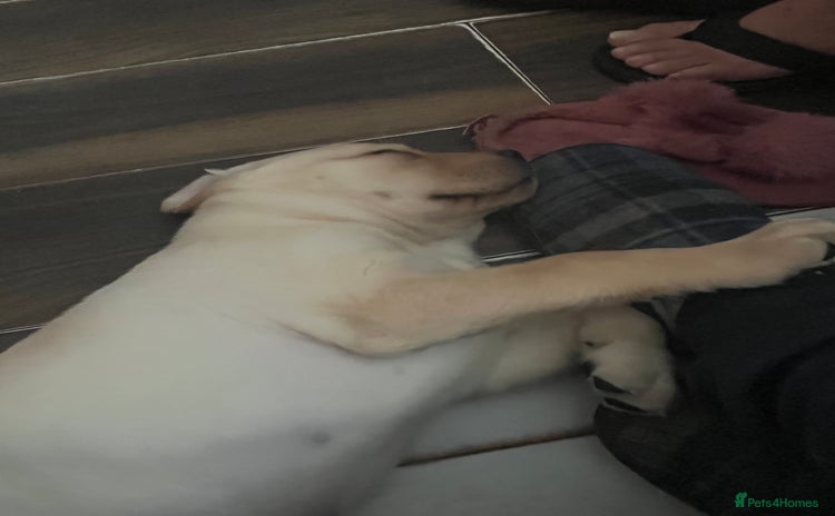 Labrador Retriever dogs - Advert 2