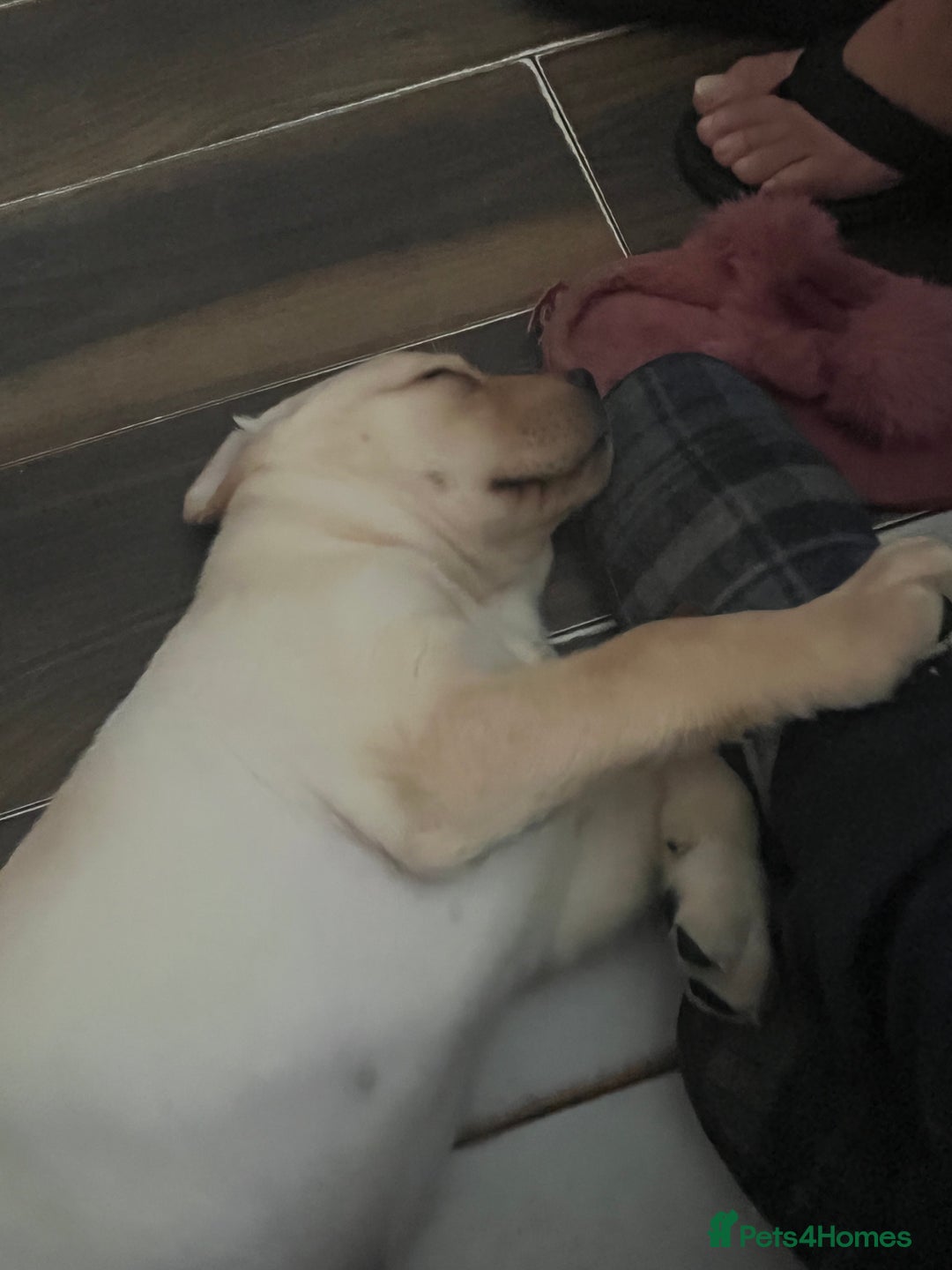 Labrador Retriever dogs for sale: White Champagne Labrador Puppies - Image 1