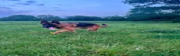 German Shepherd dogs for sale: Working line Shepherd pups - Advert 25