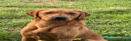 Springador dogs for sale: Beautiful little buns of joy - Advert 6