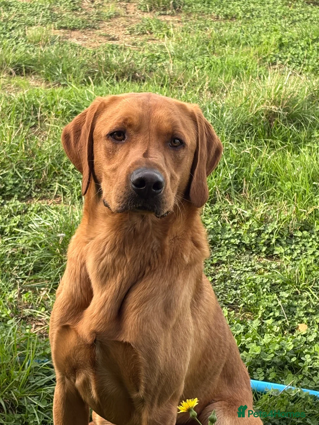 Springador dogs for sale: Beautiful little buns of joy - Advert 6
